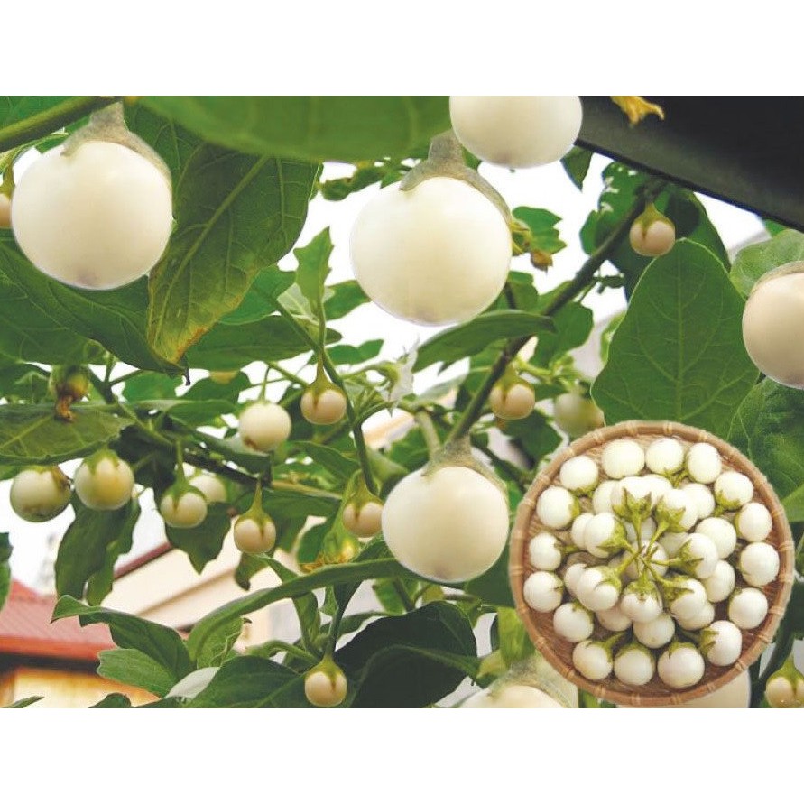 HẠT GIỐNG CÀ PHÁO TRẮNG - GÓI 1 GRAM