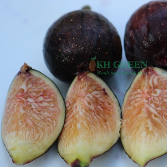 Cây giống Sung Mỹ Black Orak
