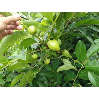 Hạt cây Bình bát làm giống