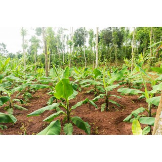 Cây giống chuối già nam mỹ. cây cao 1m, gốc to khổng lồ.