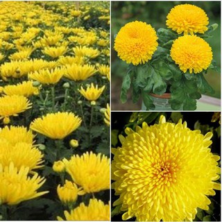 Hạt giống hoa cúc đại đóa vàng - 1 gói 50 hạt