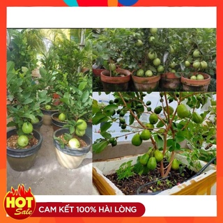 Cây Giống Ổi Đài Loan ( 3 cây ) Quả To Cây Ghép Nhanh Cho Quả