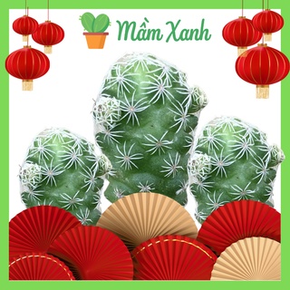 Xương rồng Trứng Chim | Cactus | Cây mọng nước họ sen đá