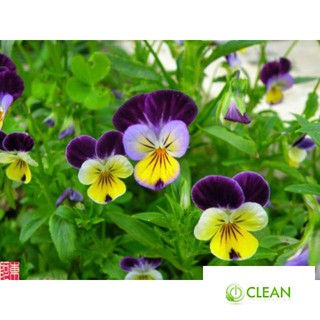Hạt giống Păng xê hỗn hợp 10