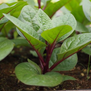 5gram hạt giống mồng tơi đỏ