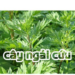 Combo 3 gói hạt giống cây Ngải cứu ( 3 gói 150 hạt )
