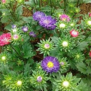 Gói 50 hạt giống hoa cúc magic- cúc Đài loan - Mix màu (Callistephus chinensis luckyseed hạt siêu rẻ