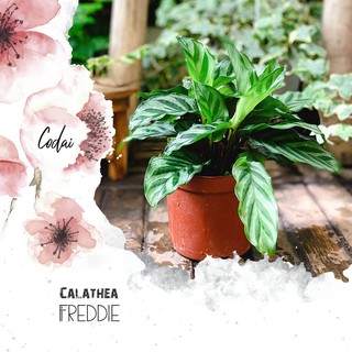 Cây Calathea Freddie chậu nhựa