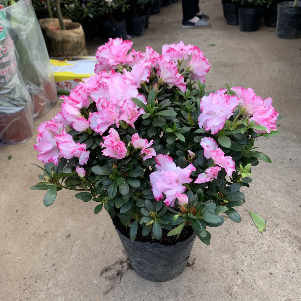 Cây hoa đỗ quyên màu trắng hồng cao 27cm, xum xuê bông hoa to và cực sai nụ, cây hoa trồng để bàn và trang trí ngày Tết