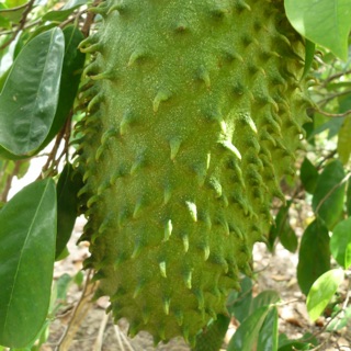 Cây mãng cầu xiêm, na gai siêu trái- Cây ghép ổn định, nhanh cho trái-Cây hoa kiểng Đồng Tháp
