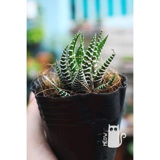 CÂY MÓNG RỒNG NHỎ