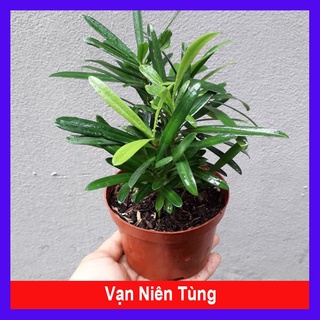 Caykiengsadec - vạn niên tùng - cây tùng la hán
