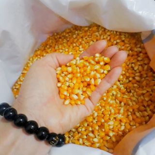 Ngô hạt nổ Bắp rang bơ 0,5kg