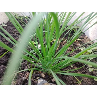Chậu hơn 10 gốc rau hẹ