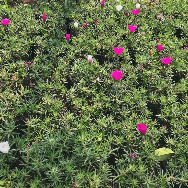 Cây hoa mười giờ thái  GIÁ TẠI VƯỜN  hoa kép nở đẹp dễ trồng và chăm sóc tách nhánh tạo cây mới dễ dàng