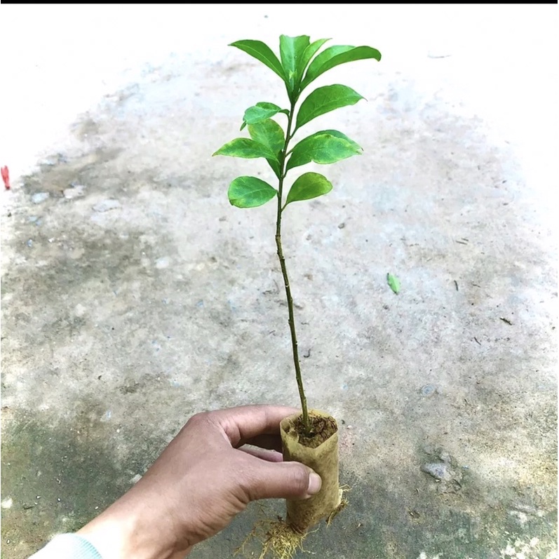 Giống nhài nhật đổi màu-Mua 5 tặng 1