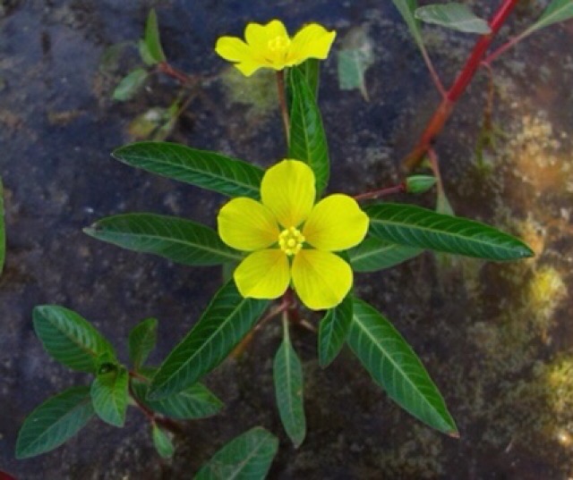 Cây Rau mương 1 kg chuẩn khô