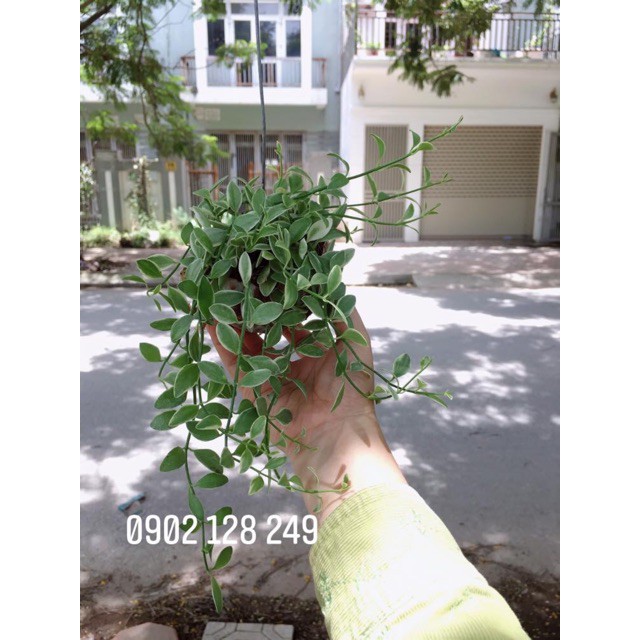 Cây lan hạt dưa, lan cẩm thạch con ốc treo