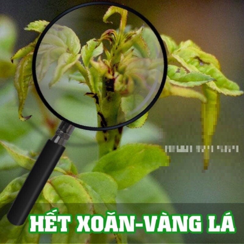 Chế phẩm Samura gói 12g hiệu quả bọ trĩ, bọ phấn, rệp vàng, rầy rệp hoa hồng, cây ăn quả lưu dẫn kéo dài longf1