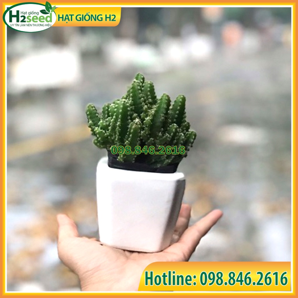 Chậu sứ vuông bát tràng 5 cm trồng sen đá, xương rồng men sứ đẹp nhiều màu