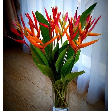 Hạt Giống 5 hạt Cây hoa Thiên điểu cao để nội thất, cây luôn có hoa