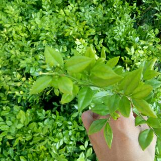 50 cây nguyệt quế giống