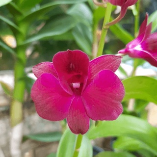 Dendro Nắng, Màu Sắp Hoa