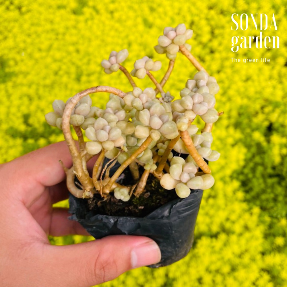 Sen đá kim tuyến cổ thụ full nắng mưa SONDA GARDEN size bé 5-8cm, cây cảnh trang trí nhà cửa, lỗi 1 đổi 1