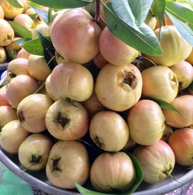 Cây giống mận lý
