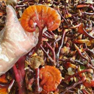 Nấm lim xanh rừng hàng khô 1kg