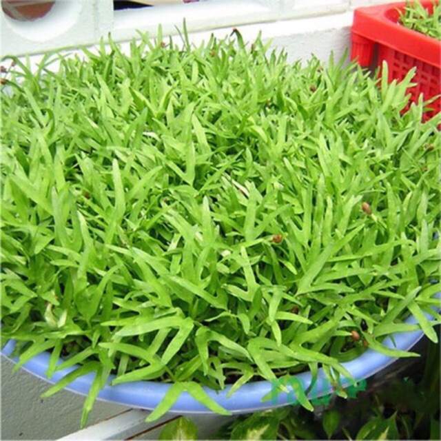 Hạt Giống Rau Muống Mầm Lá Tre - không muốn ăn mầm thì ăn lớn (nhanh nãy mầm, dễ phát triển)