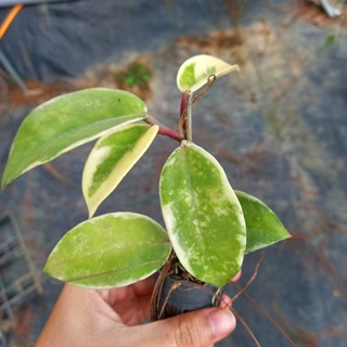 3 cây giống phong lan cẩm cù var