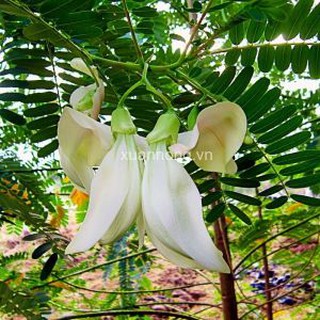 HẠT GIỐNG BÔNG SO ĐŨA