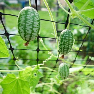 Hạt Giống Dưa Hấu mini Mexico ( Dưa Hấu Tí Hon) [shop uy tín]