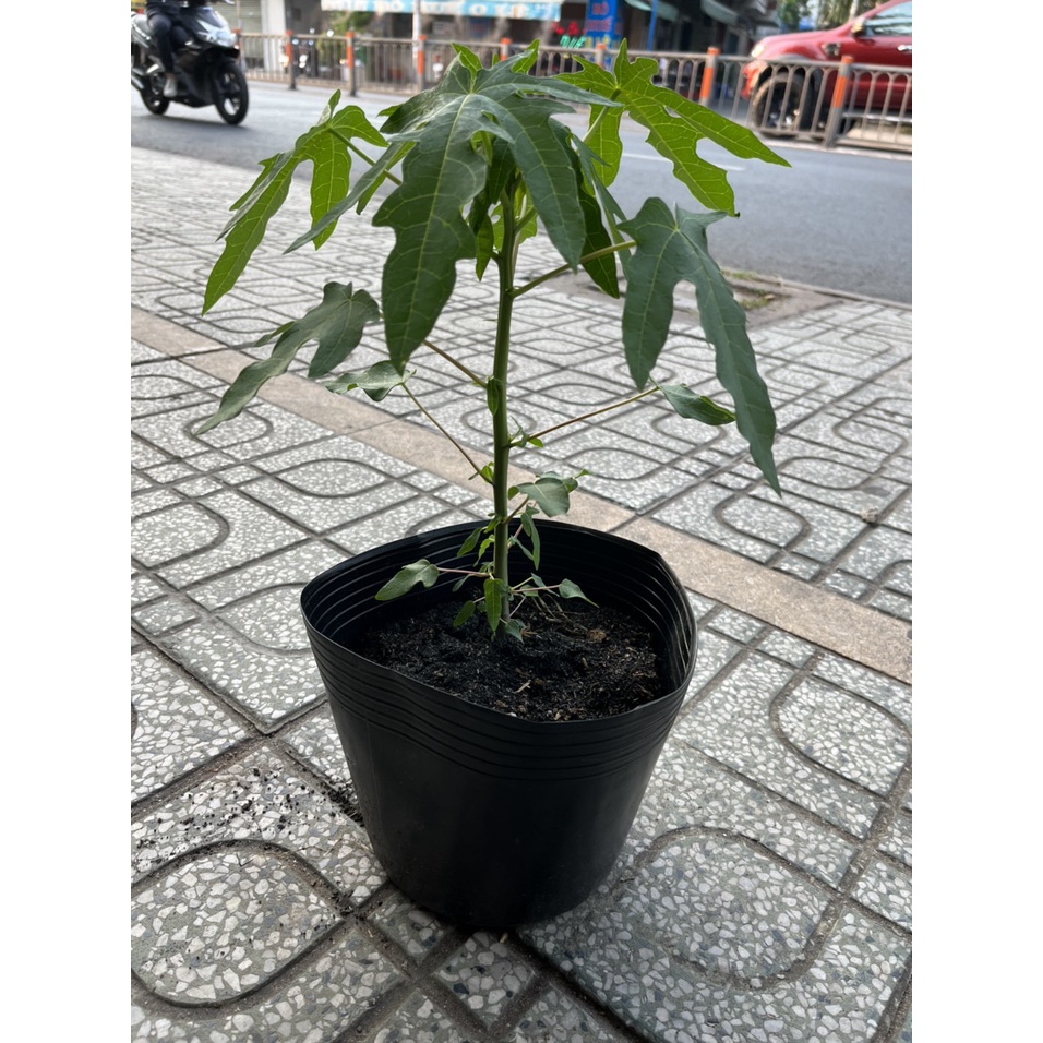 Cây ĐU ĐỦ LÙN, giống thái siêu quả, cây cao 40cm