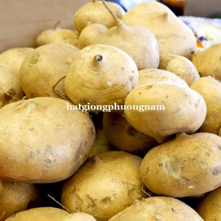 40H - hạt giống củ đậu mát