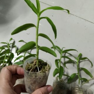 Phi điệp tím giống