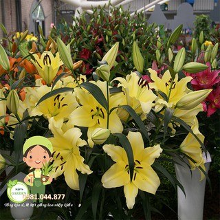 Củ giống hoa ly vàng thơm size to 5-9 bông/cây