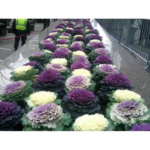 Hạt giống hoa bắp cải- gói 0,5gr