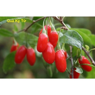 kỉ tử đỏ hũu cơ