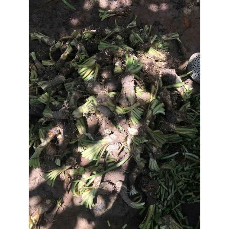 Củ Huệ ta trắng ( thơm )