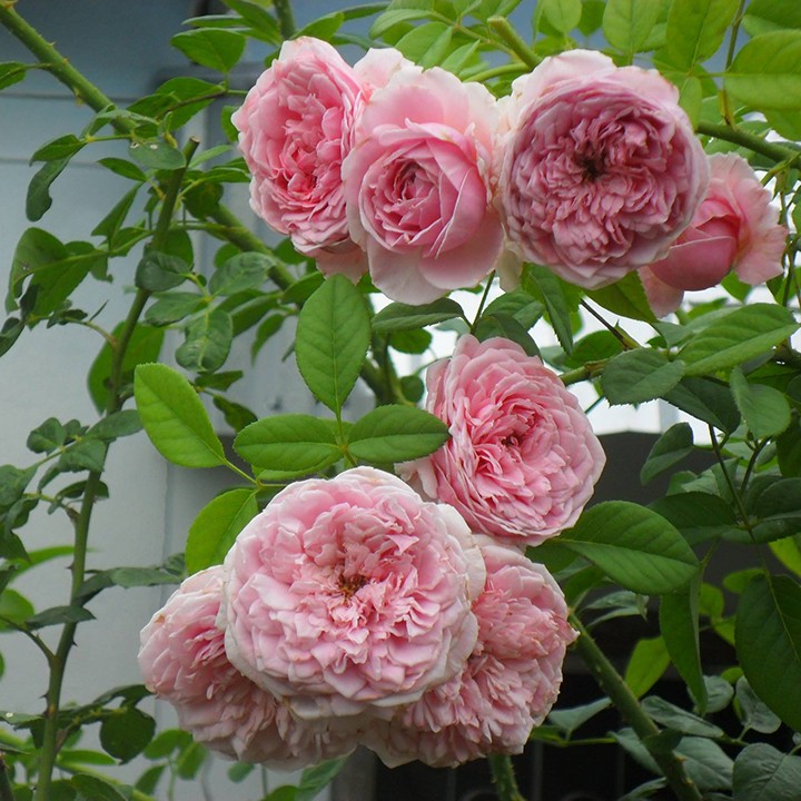 COMBO 3 Cây Hoa Hồng Ngoại Spirit Of Freedom_Tặng Phân Bón+Kích Mầm