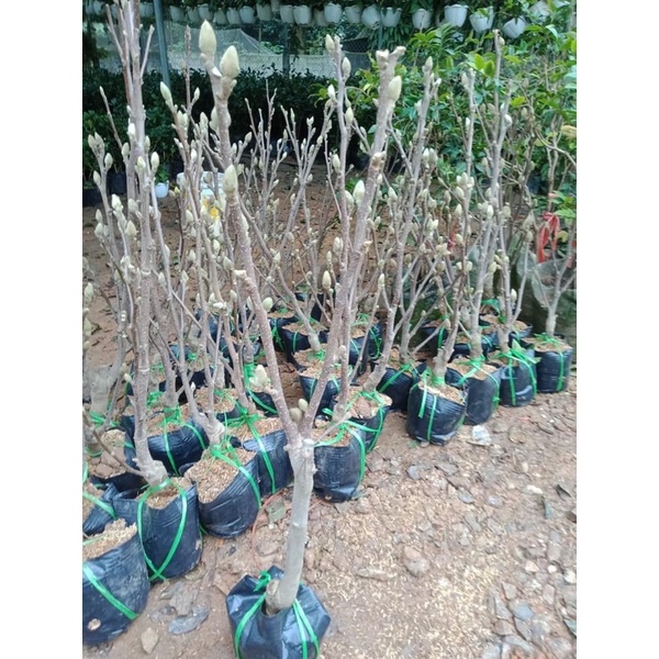 Cây hoa mộc lan, hoa thơm, bông to, trồng chậu, ban công, sân thượng, trồng trong nhà