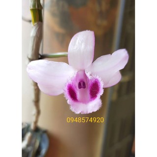 Ki Giả hạc, Phi điệp cánh mai bay cong vút