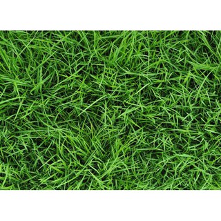 HALO SUPER 250WP - Đặc Trị CỎ GẤU