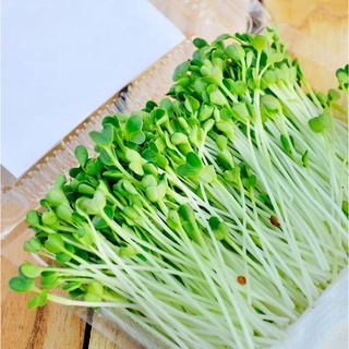 Hạt giống mầm củ cải trắng dễ trồng gói 20gr