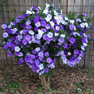 BẦU hoa nhài nhật tím đổi màu, cây giống gửi đi nguyên bầu