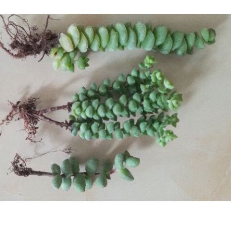 Cây xiên nướng / xiên thịt Crassula