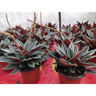 Cây Peperomia Rosso (Hạnh tiên thảo)