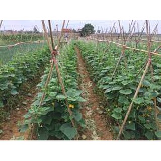 Gói 30 hạt giống dưa chuột nếp ta